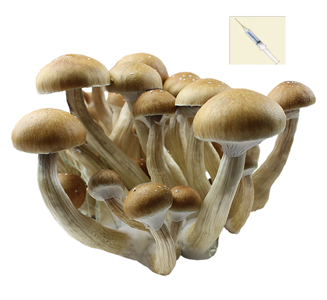 Psilocybe Cubensis India Odisha (Orissa) Sporen Spuit